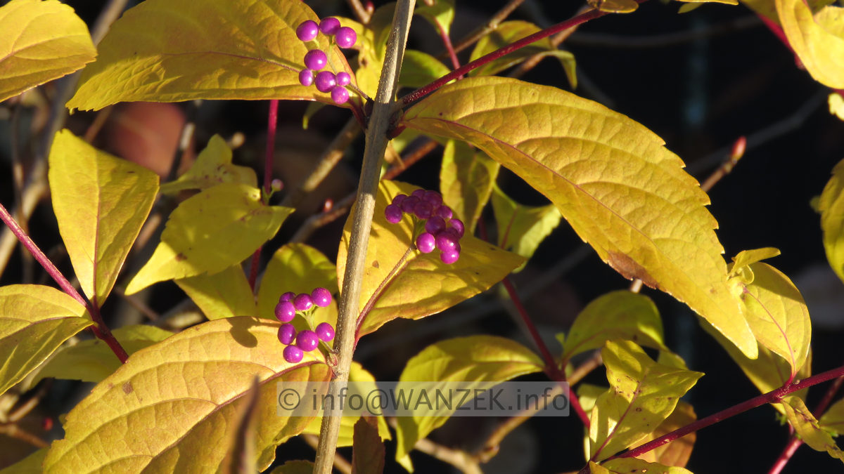 Callicarpa dichotoma Issai Beeren 2.JPG